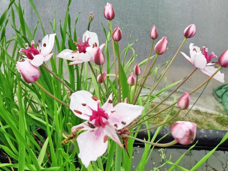 Butomus umbellatus - rosa Schwanenblume